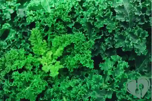 Fresh curly kale leaves – nutrient-dense, low-carb, and diabetic-friendly